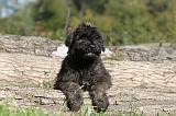 BOUVIER DES FLANDRES 140